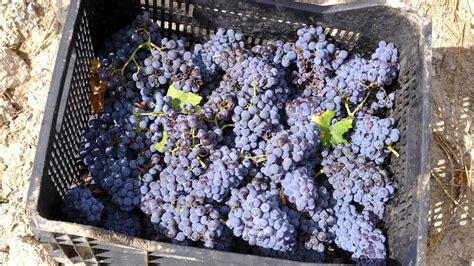 Llega la vendimia a las Bodegas Perfer, en Uleila del Campo