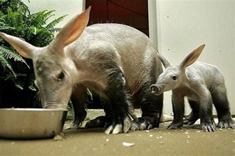 Learn Some Facts About Peculiar Looking Aardvarks Here | HubPages