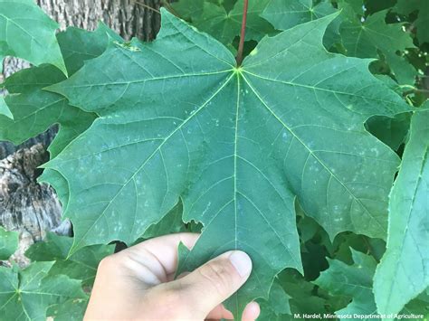 Norway Maple | Minnesota Department of Agriculture | Heading