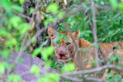 Female lion eating a hippo! Masai Mara, Kenya December 2011. Female Lion, Masai Mara, Hippo ...