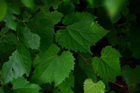 How to identify and preserve fresh grape leaves - Maureen Abood