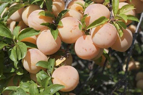 All About The Golden Plum Tree - Minneopa Orchards