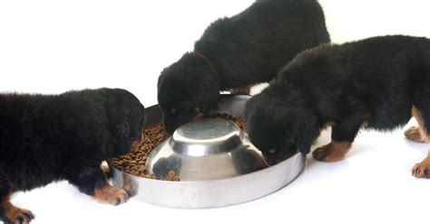 Best Food For Rottweiler Puppy Health – Our Top Picks and Reviews For 2022 - Expert Dog Food