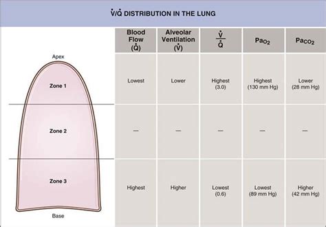 Ventilation Perfusion Diagram