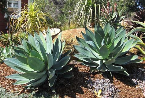 Agave ‘Blue Flame’ | Blue flame agave, Plants, Succulents