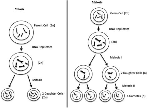 Genetic Makeup Of Daughter Cells In Mitosieiosis - Mugeek Vidalondon