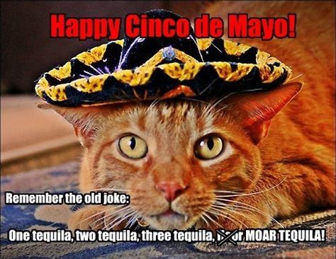 Cinco De Mayo Funny Quotes. QuotesGram