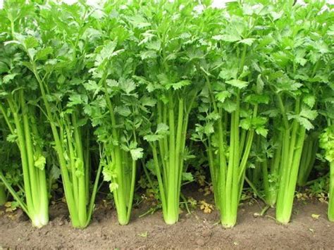 How to Plant Celery - YouTube