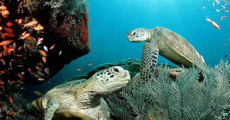 green sea turtle wallpaper ~ Christine O'Donnell