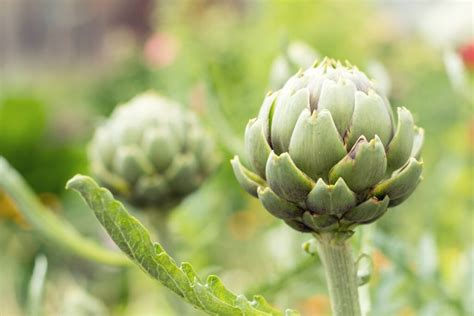 Artichoke Plant Care - How To Grow And Harvest Artichoke