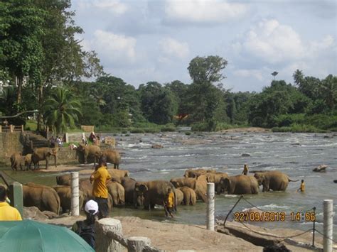 A Day at Elephant Orphanage in Pinnawala | FOS Media Students' Blog