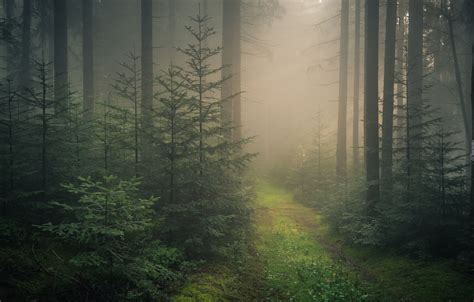 Las, Drzewa, Iglaki, Ścieżka, Mgła | Mystical forest, Forest background, Black forest germany