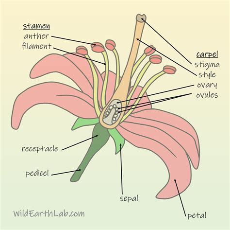 Pollination activity ideas to try in your classroom!