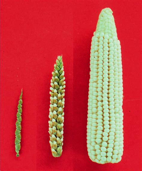 teosinte - Google Search | Corn, Maize, Corn kernel