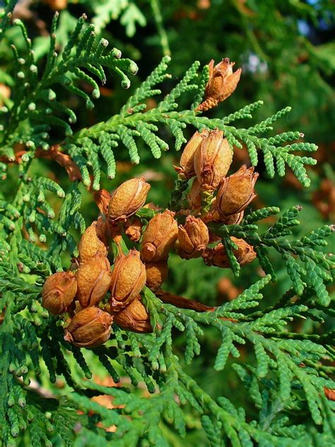 eastern white cedar (Trees of Vermont) · iNaturalist