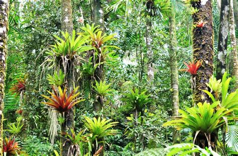 Epiphytic bromeliads on palm trunk. | El Yunque National For… | Flickr