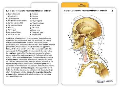 Anatomy And Physiology Flash Cards Free Printable | Anatomy Worksheets