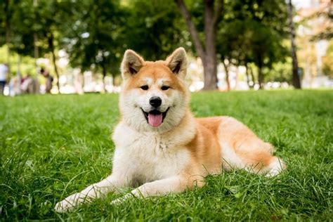 How Much Do Akitas Shed: Care and Grooming Tips | Hepper