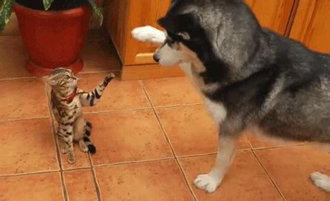 dog and cat friends gif | WiffleGif