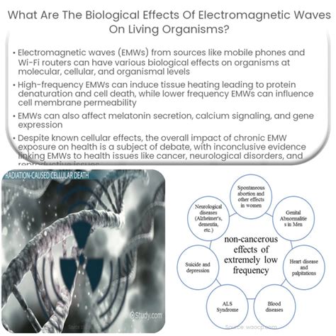 What are the effects of magnetic fields on living organisms?