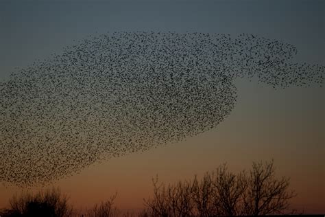 What is a starling murmuration and why do they form? | The Wildlife ...