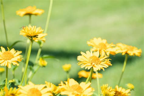 Free stock photo of bee, flowers, nature