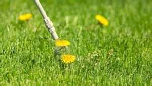 Best Broadleaf Weed Killer For Lawns: 9 Highly Effective Options | 2024