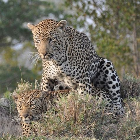 Photo by samanthavaneldik | African cats, Leopards, Animals