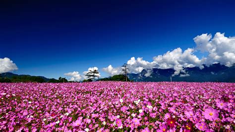 Field of Flowers HD Wallpaper | PixelsTalk.Net