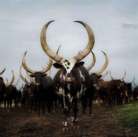 Ankole Cattle : r/natureismetal