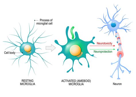 Microglial phagocytosis of oligodendrocyte progenitor cells: The future of therapeutic ...