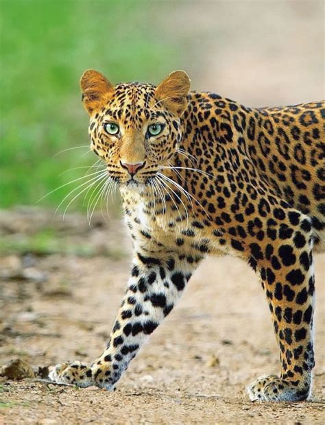 African Leopard Eye Color | PeepsBurgh.Com