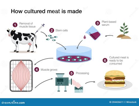 How Cultured Lab Grown Meat Is Made Royalty-Free Stock Photography ...