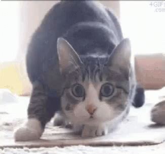 Cat Wiggle GIF – Cat Wiggle – GIFs entdecken und teilen