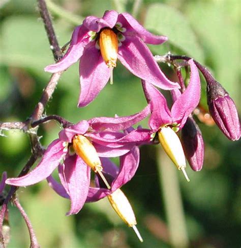 Nightshade, Bittersweet Nightshade (Solanum dulcamara) - 01b - Wild Flowers of Sleepy Hollow Lake