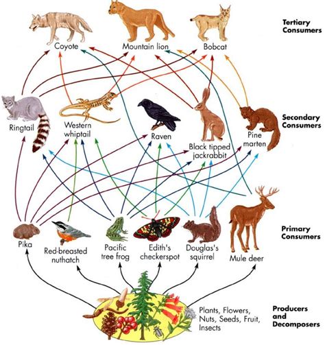 Prey-predator interactions. | Download Scientific Diagram