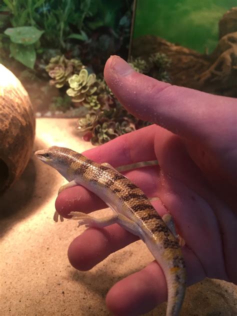 Sandfish skink! : r/reptiles