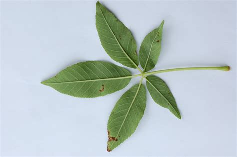 California Buckeye (Aesculus californica) – Friends of Gualala River