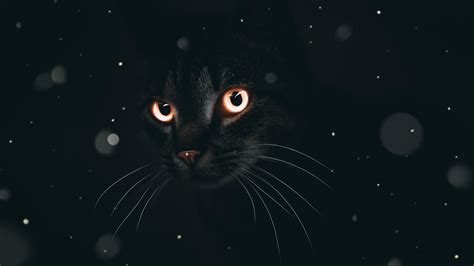 Dark Cat Wallpapers - Top Free Dark Cat Backgrounds - WallpaperAccess