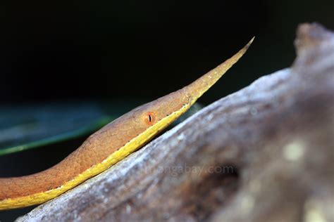 Rainforest reptiles: Madagascar leaf-nosed snake