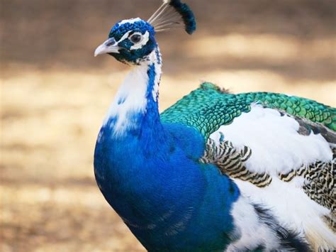 Piebald Peacock (Pied Peacock) - Detailed Guide 2024 - Northern Nester