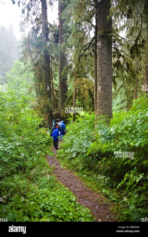 Forest at Pack Creek, Admiralty Island National Monument, Admiralty Island, Alaska, USA, North ...