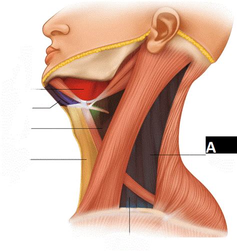 MCQ - 66879 - www.medicoapps.org