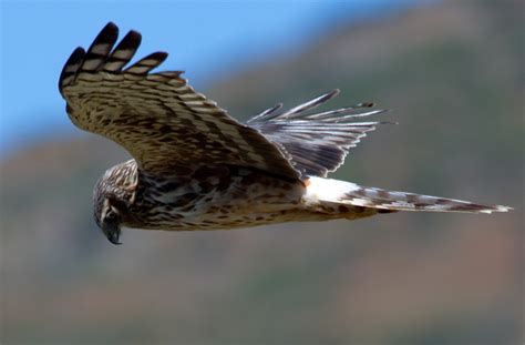 Northern Harrier | San Diego Bird Spot