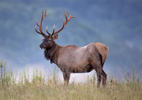 Zion National Park WildLife | Zion White Bison Resort