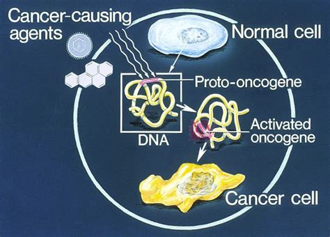 Difference Between Oncogenes and Proto Oncogenes | Compare the Difference Between Similar Terms