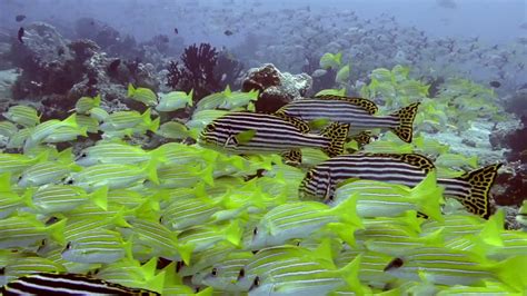 Diving in South Ari Atoll - Maldives 2016 - YouTube