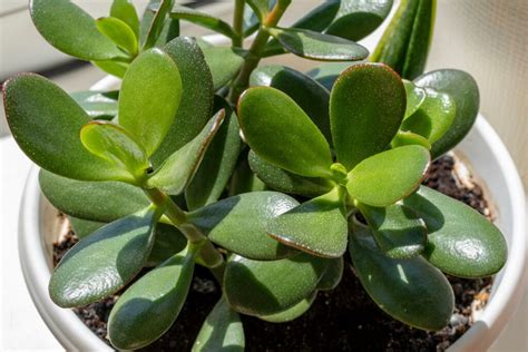 Jade Plant Care: How To Keep Your Succulent Healthy For, 55% OFF