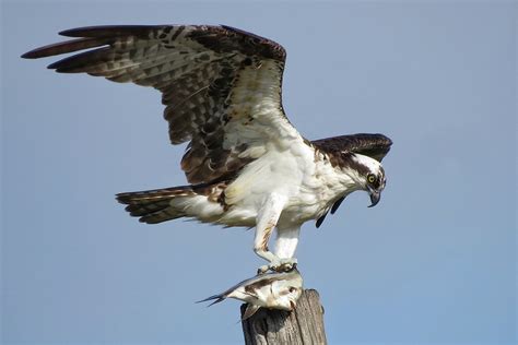 Focus on Texas: Birds | Texas Co-op Power | An Online Community for ...