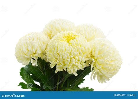 Bouquet Of Yellow Mums Close Up Stock Image - Image of summer, chrysanthemum: 43360611